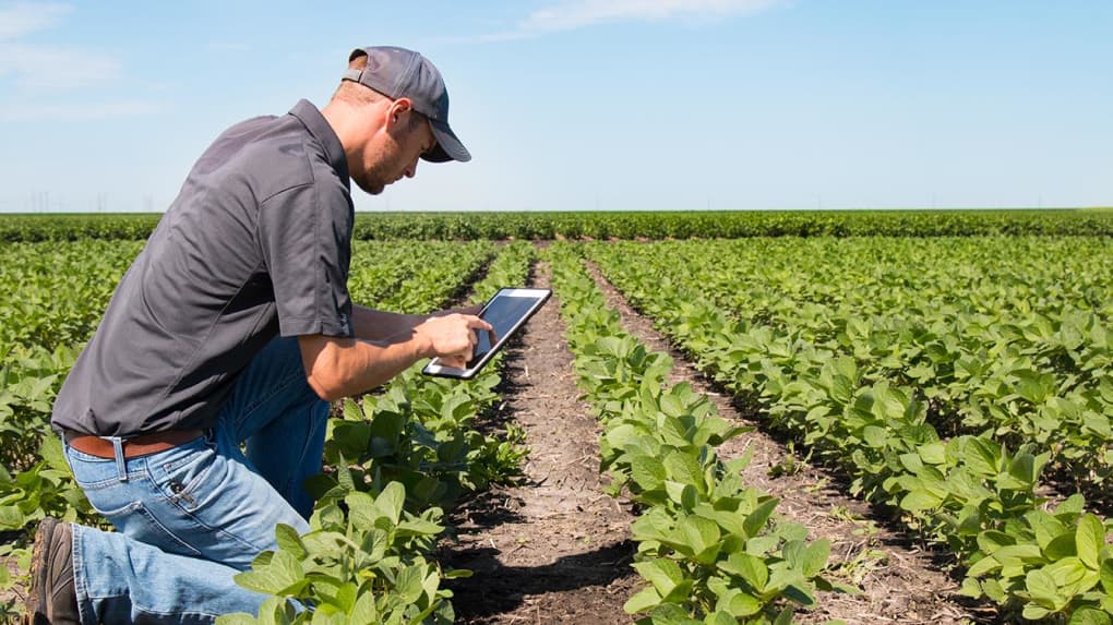 Chef de culture agricole supervisant un champ