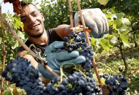 Ouvrier viticole dans les vignes