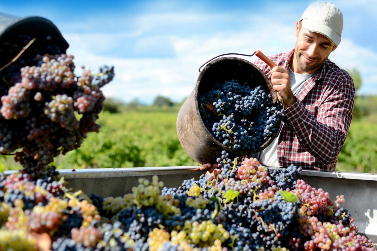 Vigneron supervisant une vigne